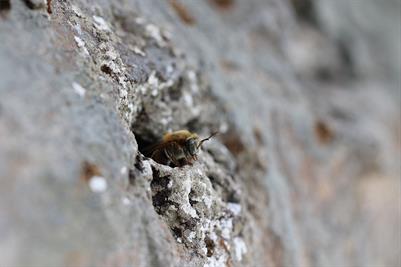 Stingless bee keeping: Biocultural conservation and agroecological education